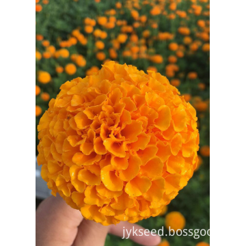 Marigold Seeds for Garden